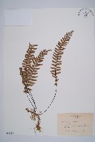 藏品(單邊鐵角蕨)的圖片