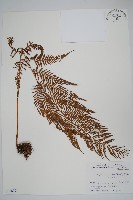 藏品(粗毛金星蕨)的圖片