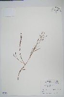 藏品(松葉蕨)的圖片