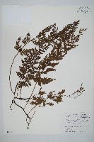 藏品(南海瓶蕨)的圖片