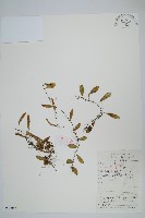 藏品(抱石蓮)的圖片