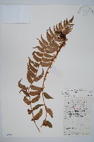 藏品(貫眾蕨)的圖片