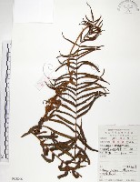 藏品(鱗蓋鳳尾蕨)的圖片