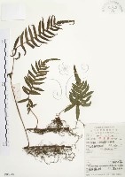 藏品(毛蕨)的圖片