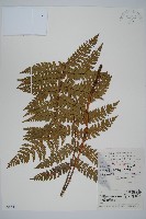 藏品(黑鱗耳蕨)的圖片