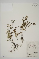 藏品(隴南鐵線蕨)的圖片