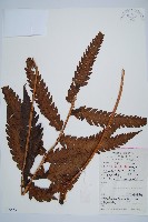 藏品(日本狗脊蕨)的圖片