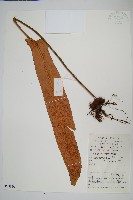 藏品(盧山石葦)的圖片