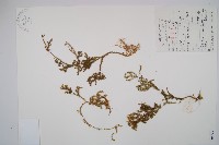 藏品(燈龍草)的圖片