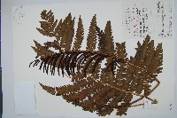 藏品(東方莢果蕨)的圖片
