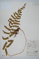 藏品(中華鱗蓋蕨)的圖片