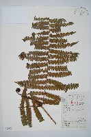 藏品(裡白)的圖片