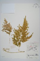 藏品(江南卷柏)的圖片