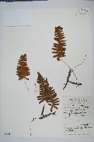 藏品(日本水龍骨)的圖片