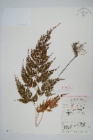 藏品(日本金粉蕨)的圖片