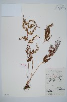 藏品(烏蕨)的圖片