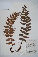 藏品(貫眾蕨)的圖片