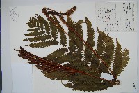 藏品(東方莢果蕨)的圖片