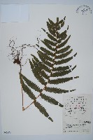 藏品(邊緣鱗蓋蕨)的圖片