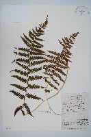 藏品(禾稈蹄蓋蕨)的圖片