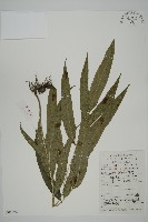 藏品(日本鳳丫蕨)的圖片