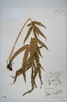 藏品(鳳尾蕨)的圖片