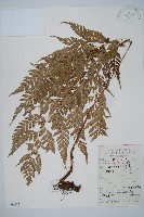 藏品(華中夏葉耳蕨)的圖片