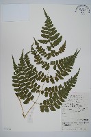 藏品(華中蹄蓋蕨)的圖片