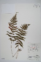 藏品(密腺副金星蕨)的圖片