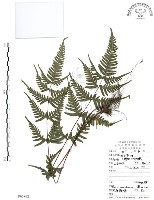 藏品(半邊羽裂鳳尾蕨)的圖片