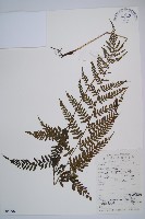 藏品(日本蹄蓋蕨)的圖片