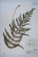 藏品(禾稈蹄蓋蕨)的圖片