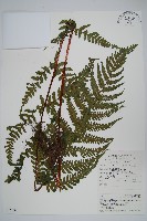 藏品(紫柄蕨)的圖片