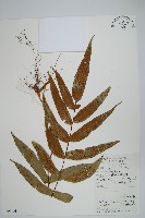 藏品(肢節蕨)的圖片