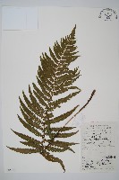 藏品(龍南鱗毛蕨)的圖片