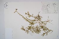 藏品(燈龍草)的圖片