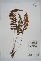 藏品(峨眉茯蕨)的圖片