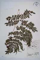 藏品(細葉蹄蓋蕨)的圖片