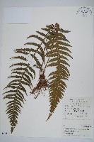 藏品(翅軸假金星蕨、短柄卵果蕨)的圖片