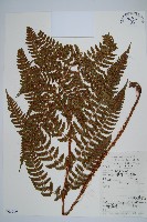 藏品(黑足鱗毛蕨)的圖片