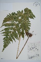 藏品(華中介蕨)的圖片