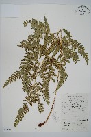 藏品(尾形複葉耳蕨)的圖片