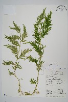 藏品(全緣卷柏)的圖片