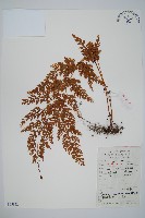 藏品(烏蕨)的圖片