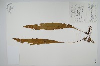 藏品(黃瓦葦)的圖片