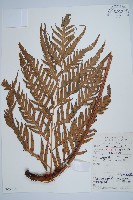 藏品(東方狗脊蕨)的圖片