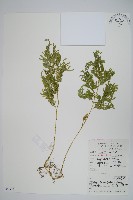 藏品(江南卷柏)的圖片