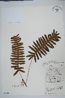 藏品(日本水龍骨)的圖片