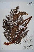 藏品(觀光鱗毛蕨)的圖片