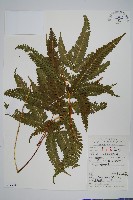 藏品(傅氏鳳尾蕨)的圖片
